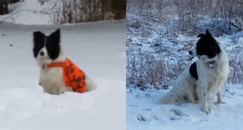 Sew Hi Visibility Vest for dog